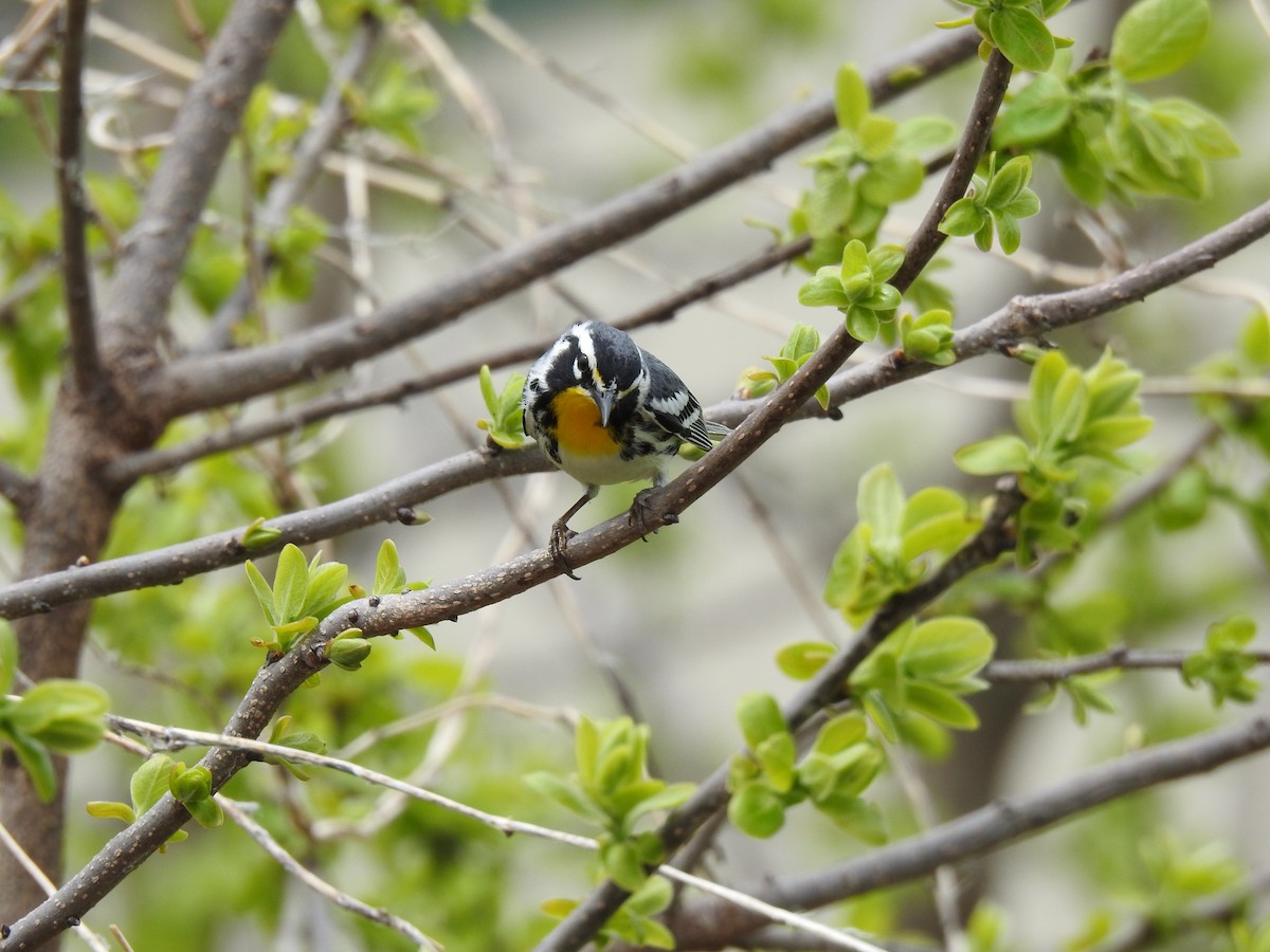 Yellow-throated Warbler - ML634026878