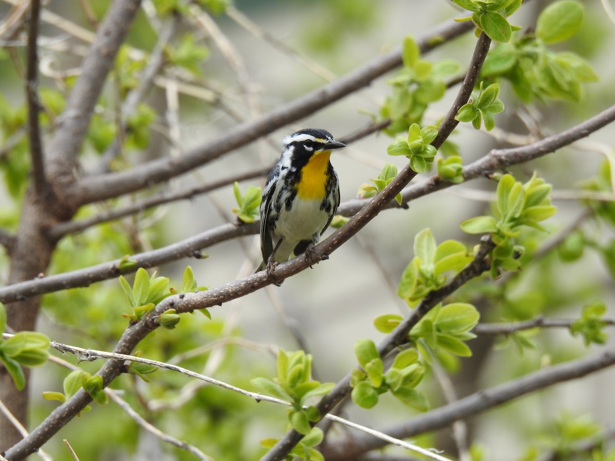 Yellow-throated Warbler - ML634026879