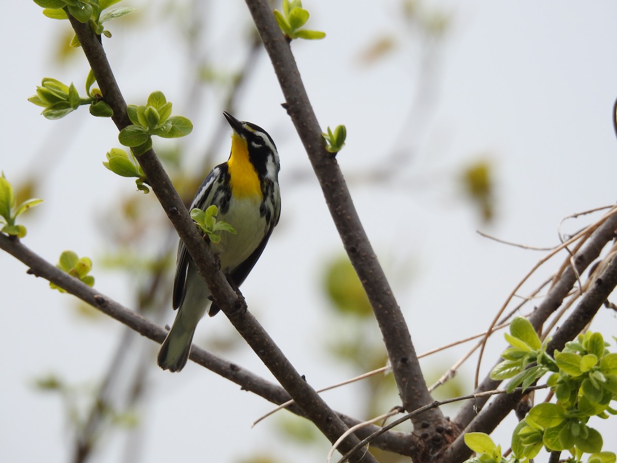 Yellow-throated Warbler - ML634026880