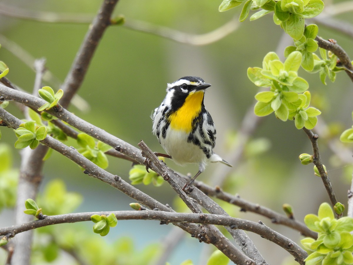 Yellow-throated Warbler - ML634026881