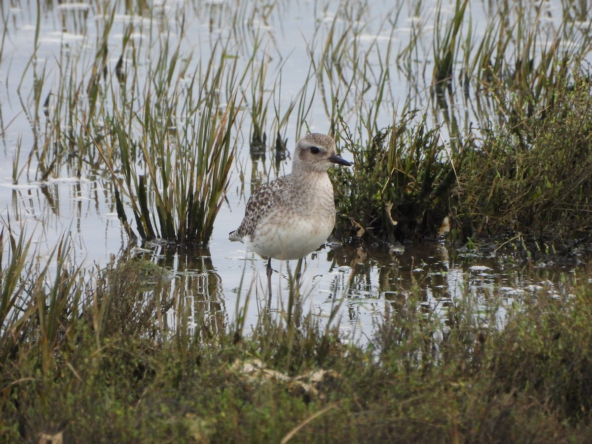 Black-bellied Plover - ML634026886