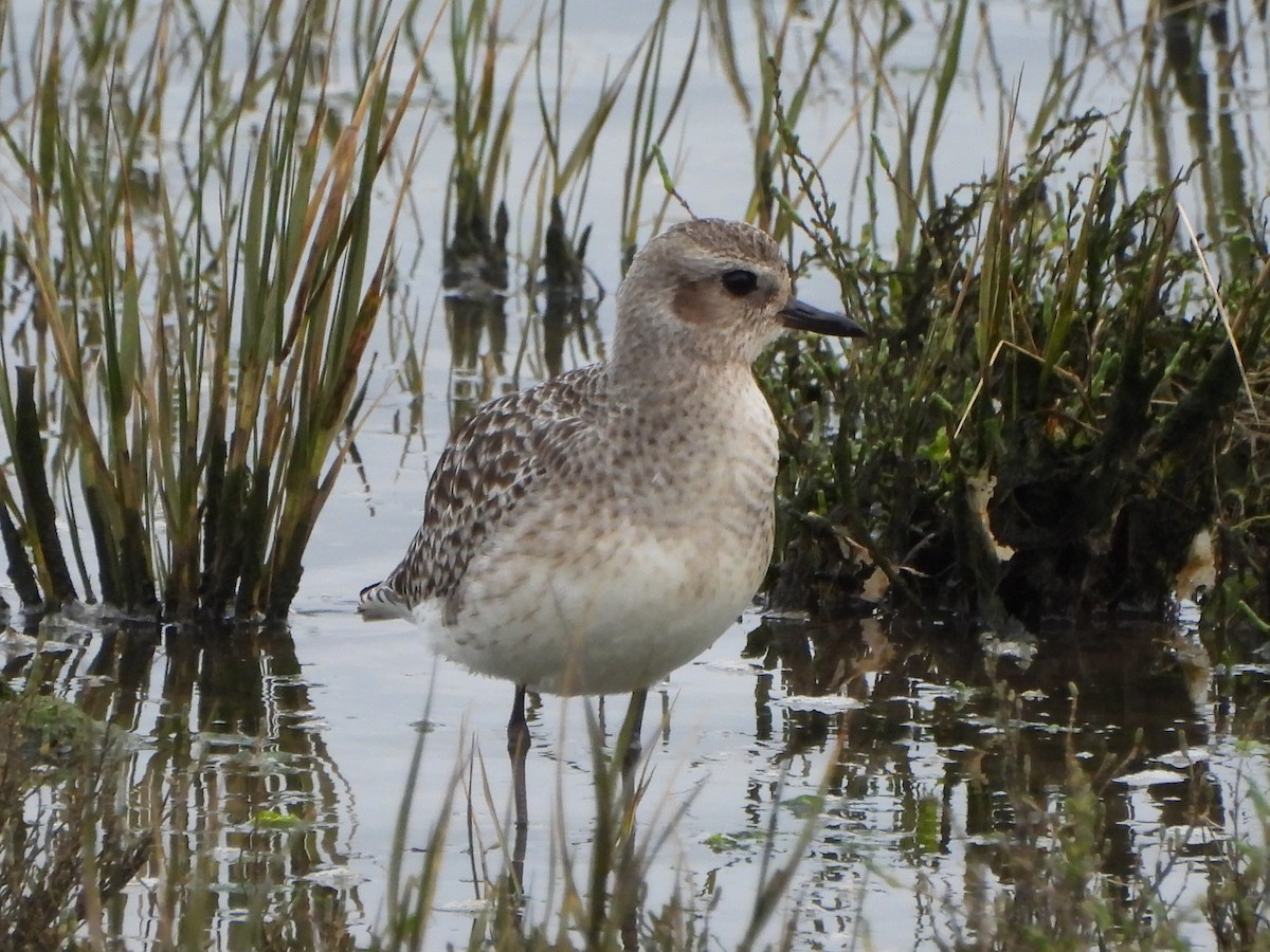 Black-bellied Plover - ML634026889