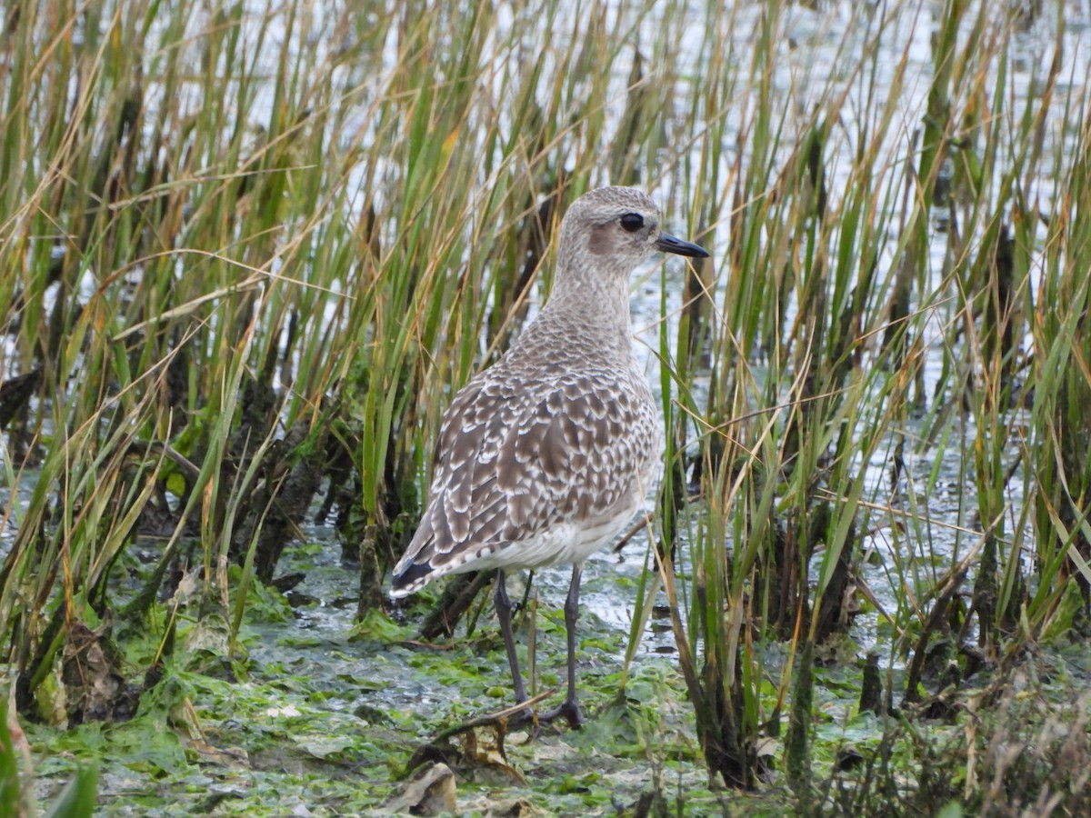 Black-bellied Plover - ML634026910