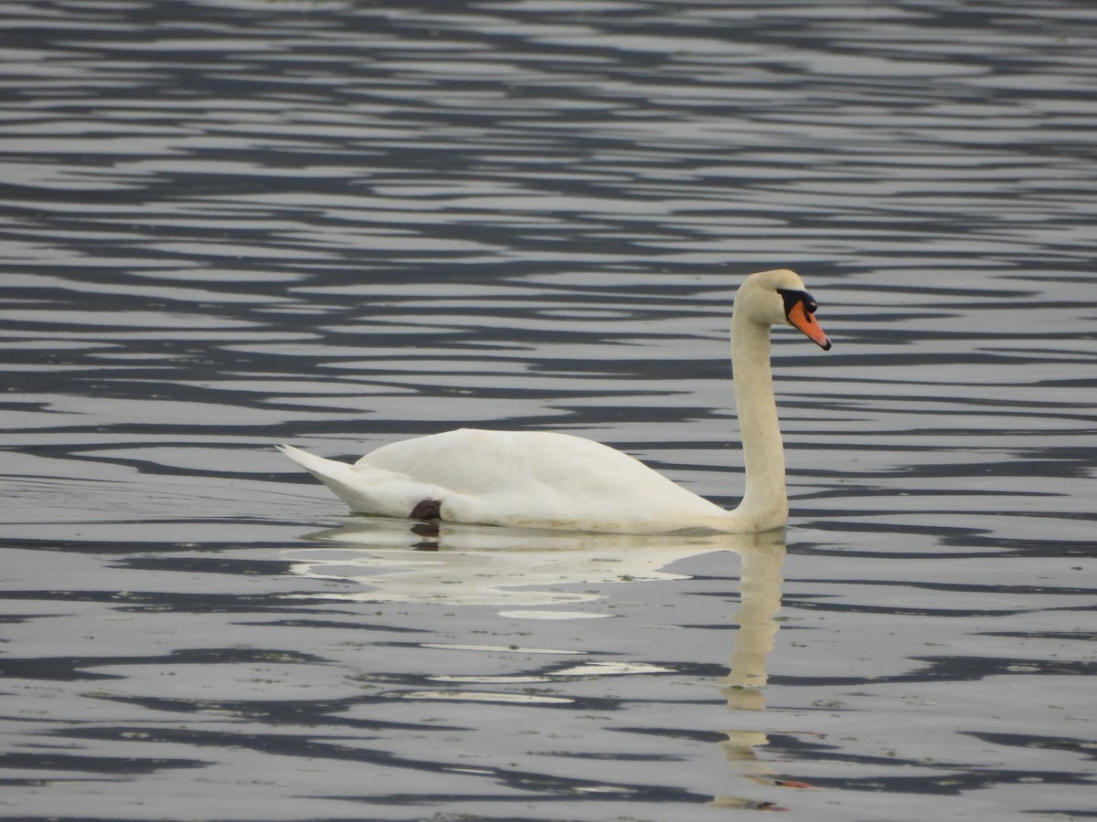 Mute Swan - ML634026918