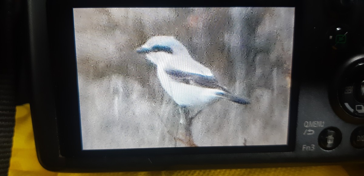 Loggerhead Shrike - ML634027007