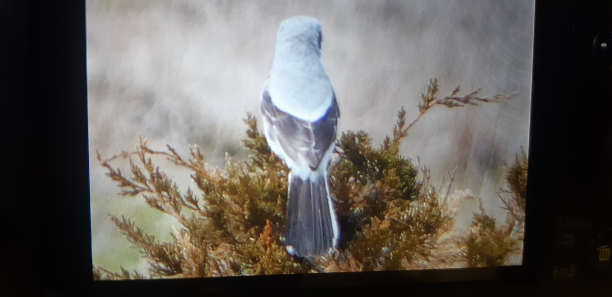 Loggerhead Shrike - ML634027040