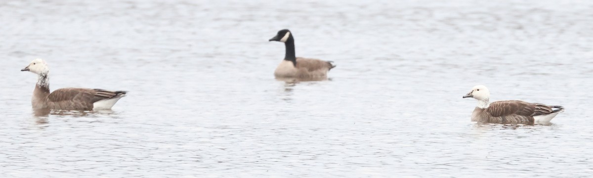 Snow x Canada Goose (hybrid) - ML634027127