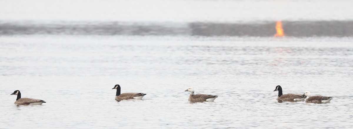 Snow x Canada Goose (hybrid) - ML634027128