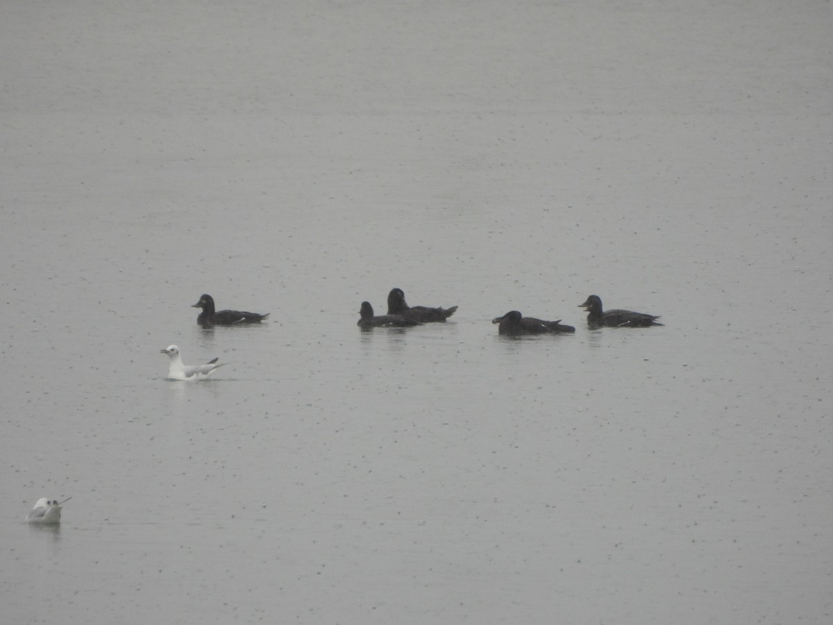 Velvet Scoter - ML634027182