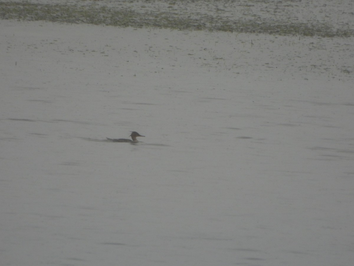 Red-breasted Merganser - ML634027221