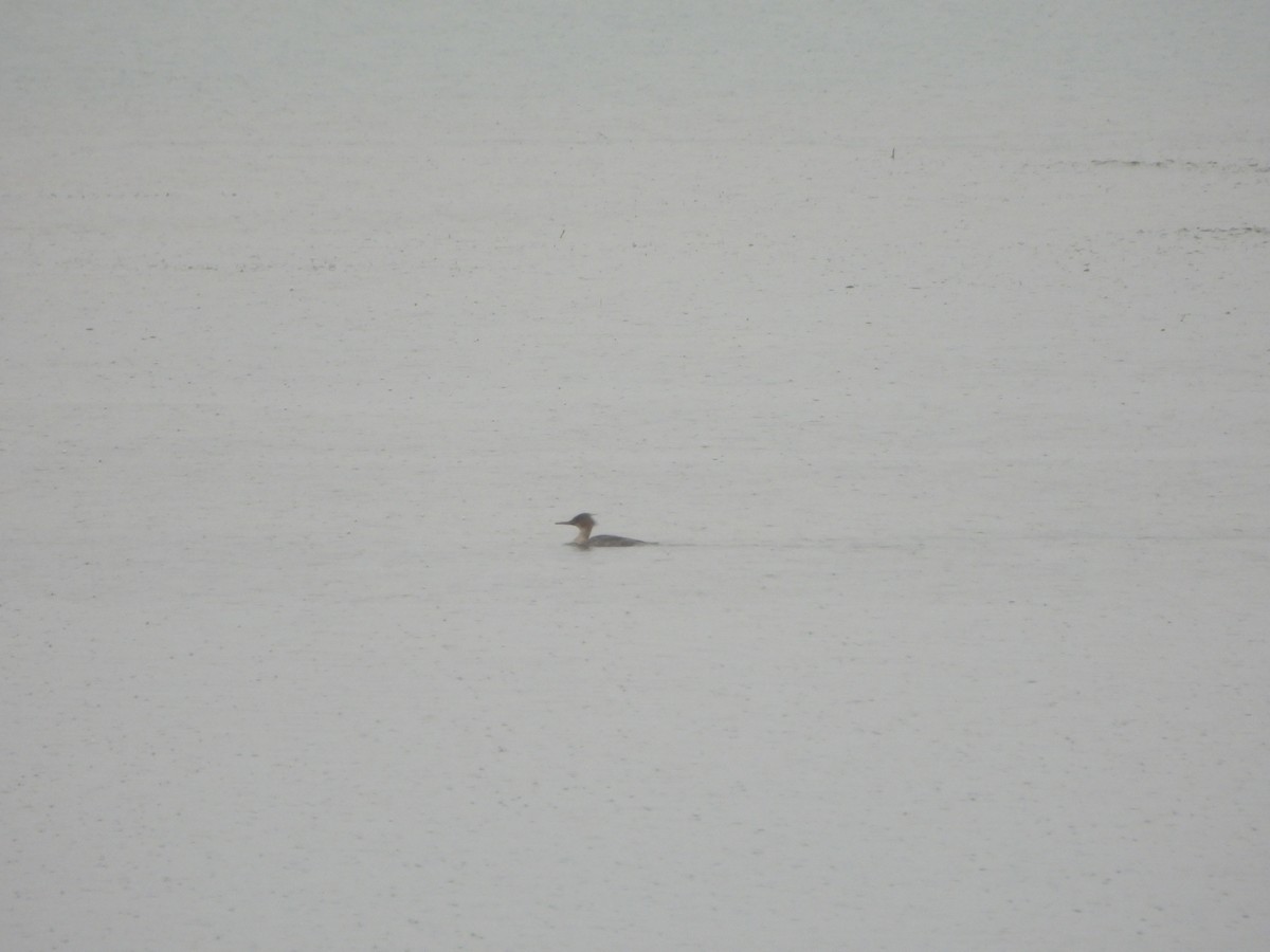 Red-breasted Merganser - ML634027222