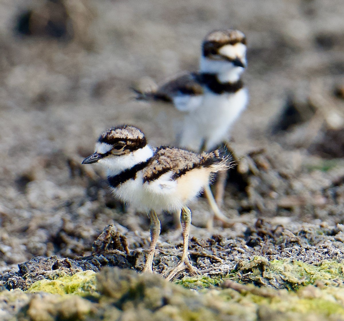 Killdeer - ML634027400