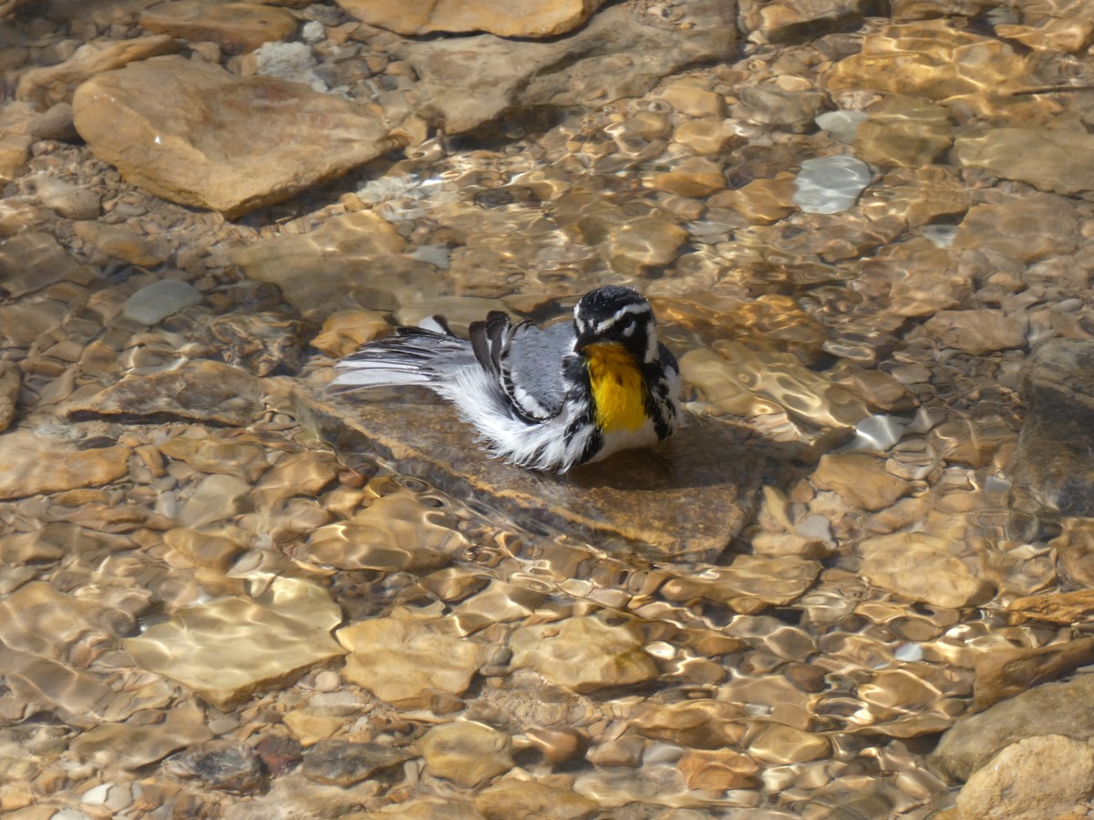 Paruline à gorge jaune - ML634027562