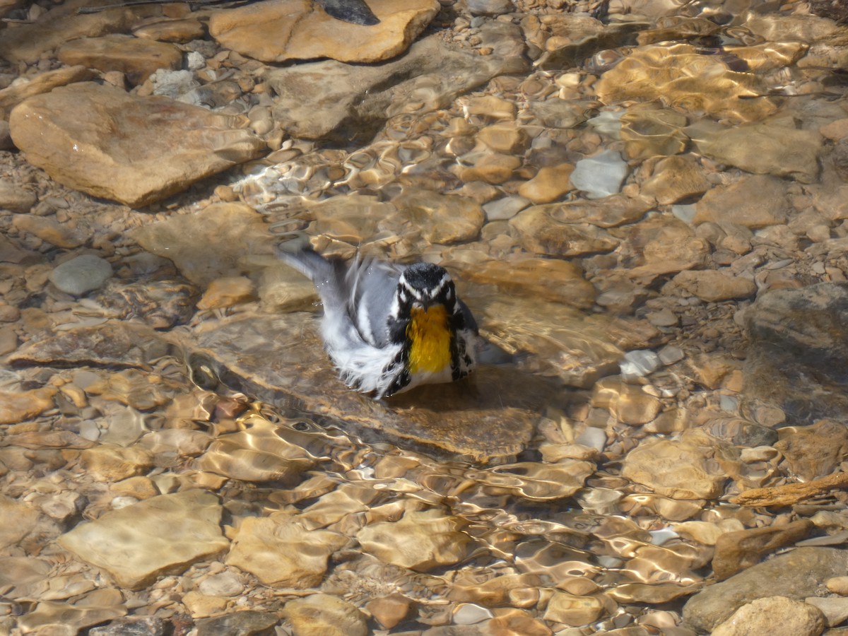 Paruline à gorge jaune - ML634027575