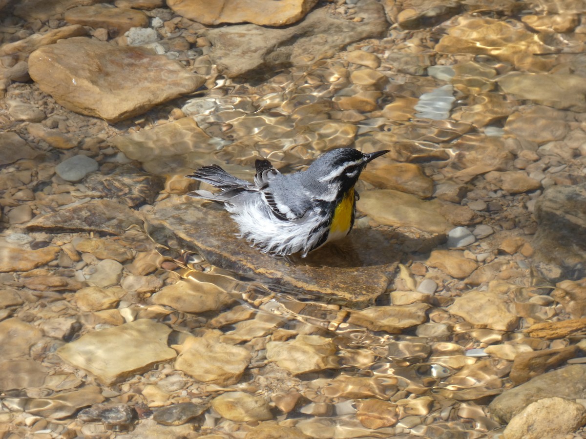 Paruline à gorge jaune - ML634027589
