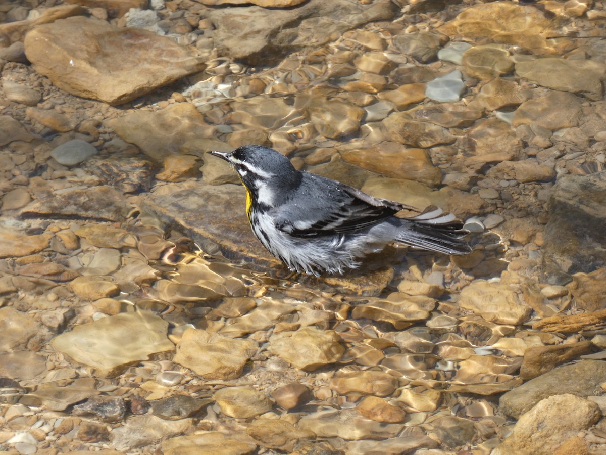 Paruline à gorge jaune - ML634027597