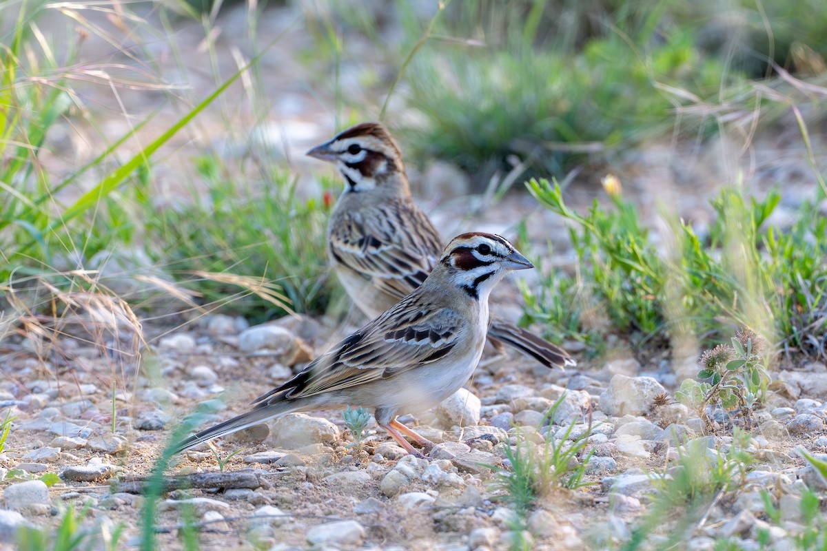 Lark Sparrow - ML634027690