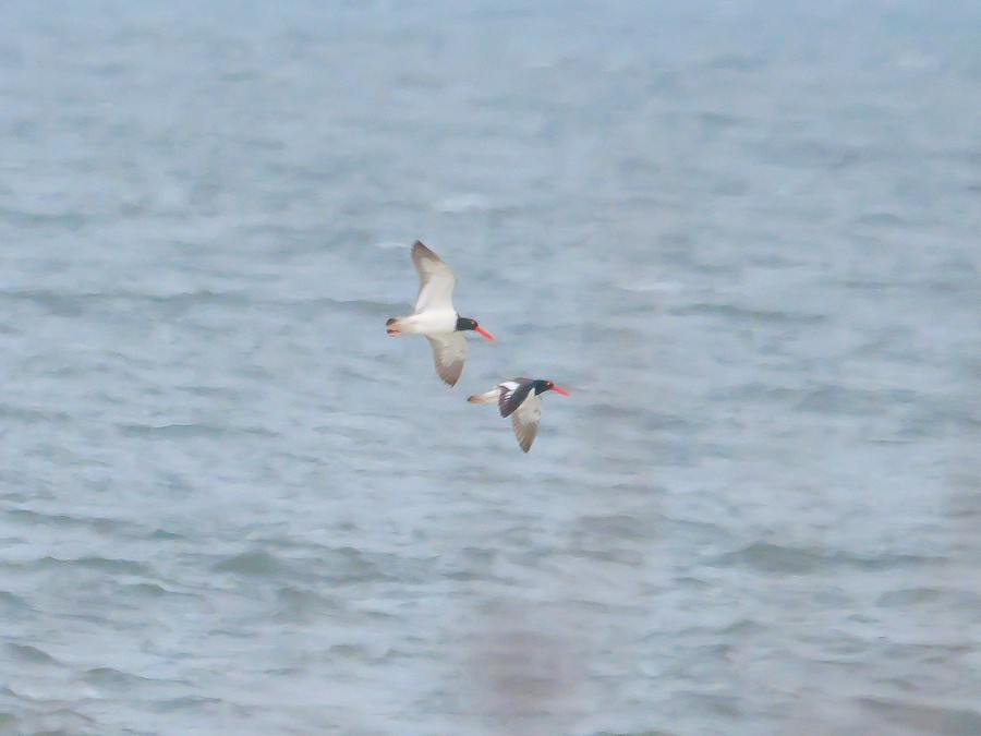 American Oystercatcher - Roger Horn