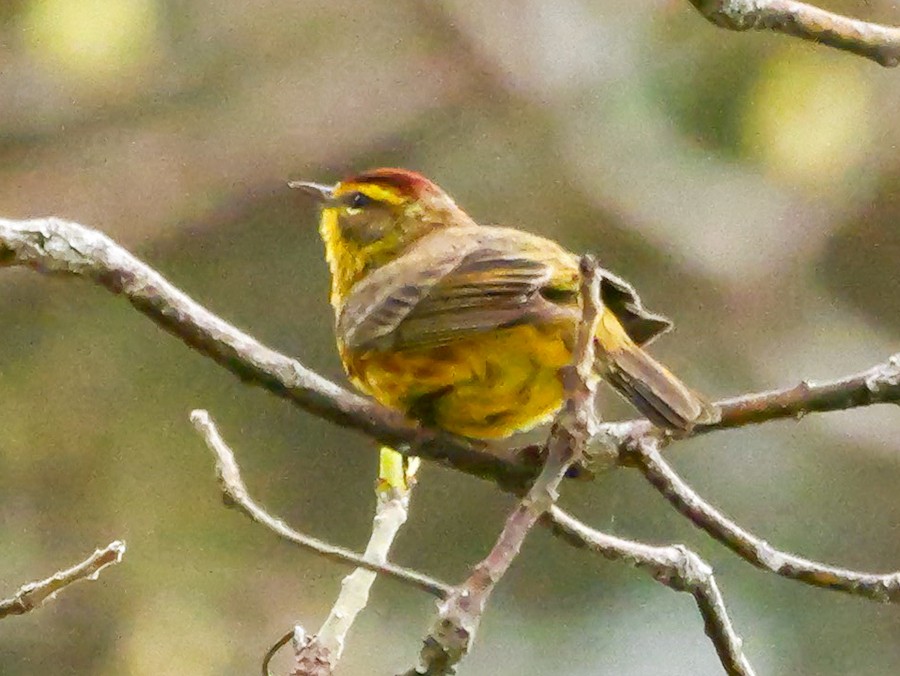 Palm Warbler - Roger Horn
