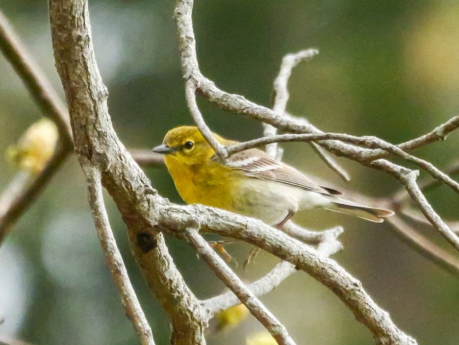 Pine Warbler - Roger Horn