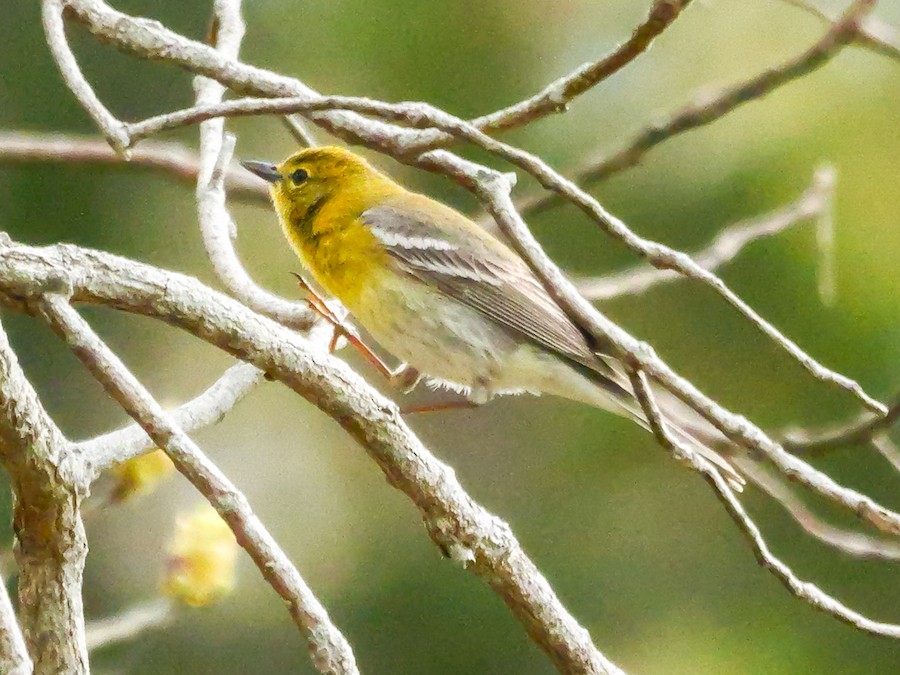 Pine Warbler - Roger Horn