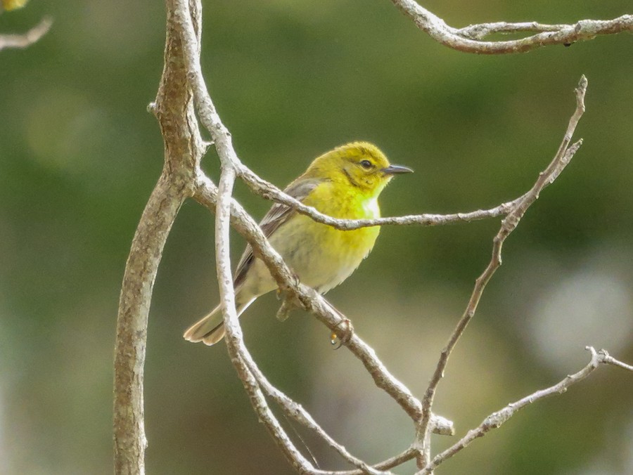 Pine Warbler - Roger Horn