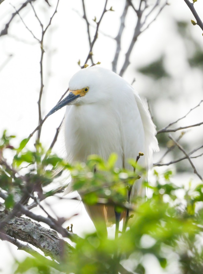 Snowy Egret - Roger Horn