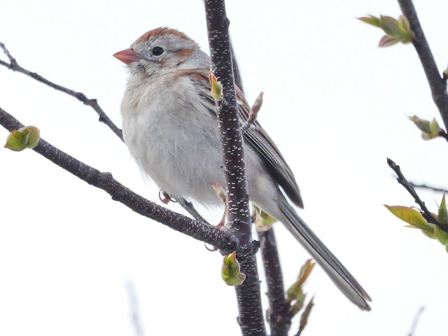 Field Sparrow - Roger Horn