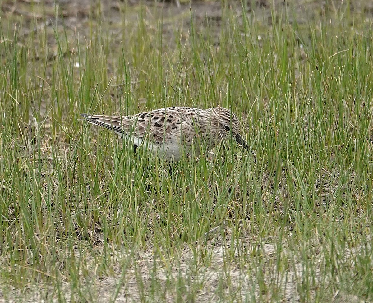 Байрдийн элсэг - ML634027847