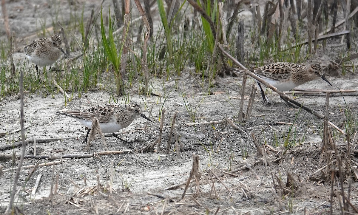 Байрдийн элсэг - ML634027848