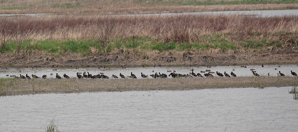 White-faced Ibis - ML634027873