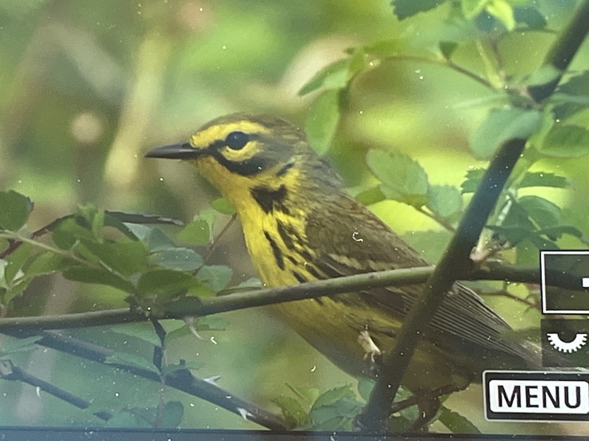 Prairie Warbler - ML634027951