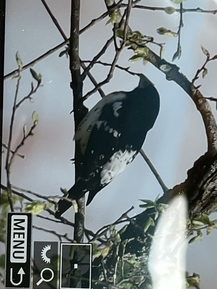 Rose-breasted Grosbeak - ML634028041