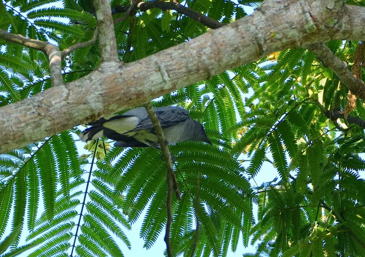 Indochinese Cuckooshrike - ML634028123