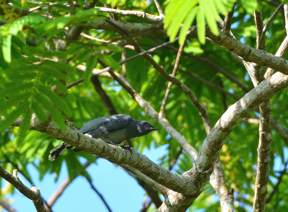 Indochinese Cuckooshrike - ML634028125
