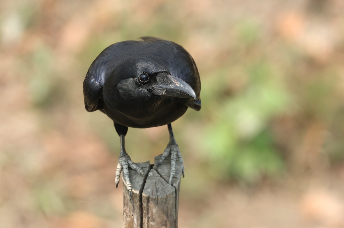 Large-billed Crow (Eastern) - ML634028277