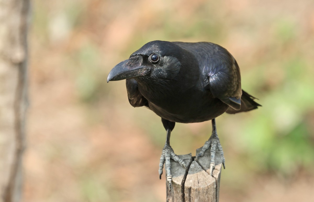 Large-billed Crow (Eastern) - ML634028278