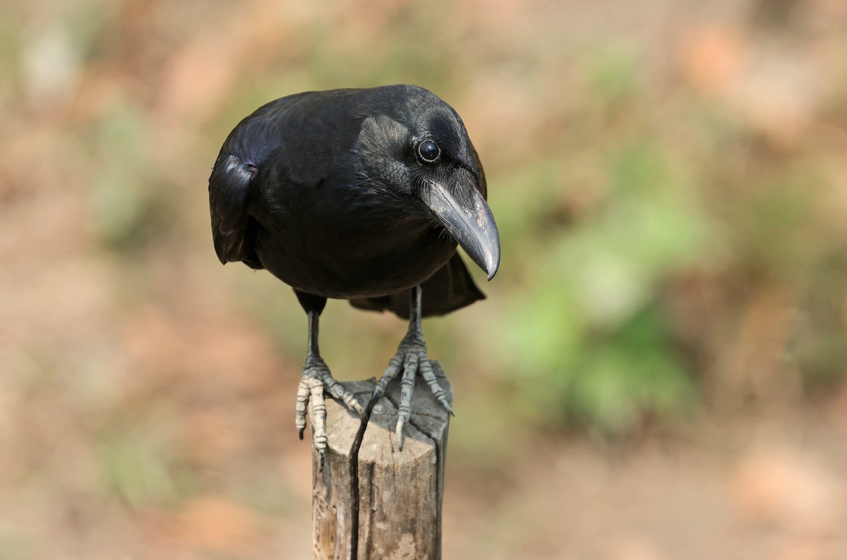 Large-billed Crow (Eastern) - ML634028279