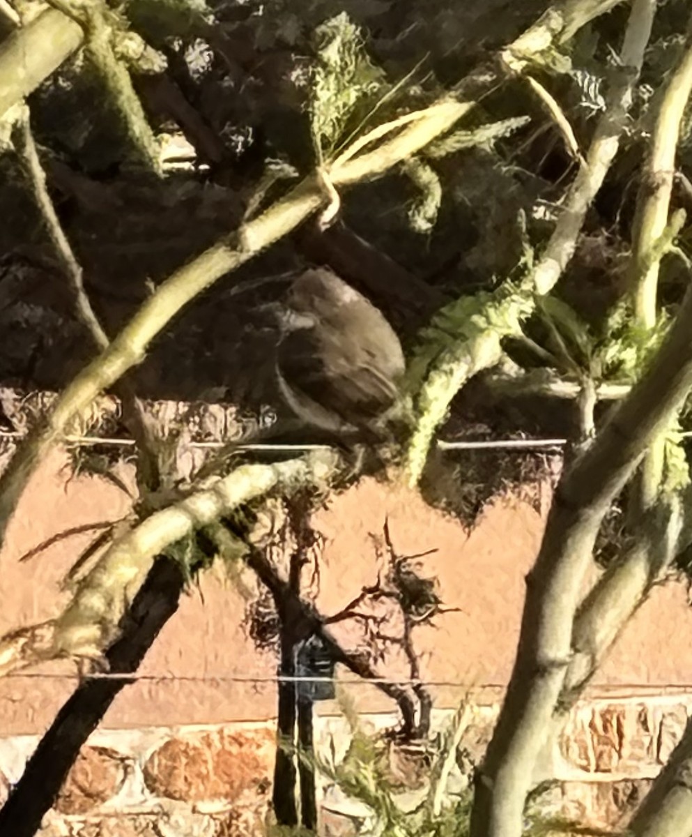 Moucherolle phébi - ML634028295