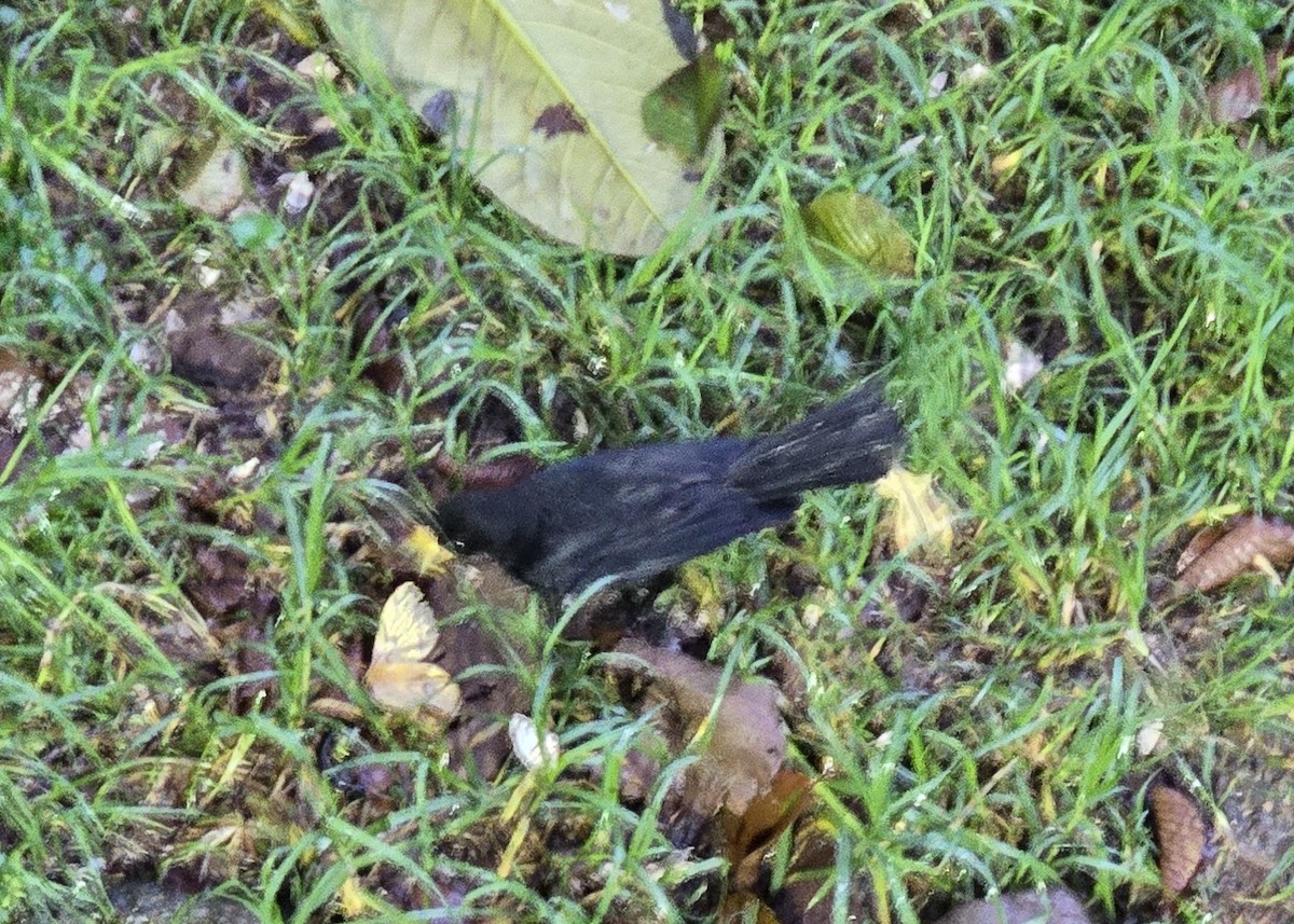 Long-tailed Tapaculo - ML634028353