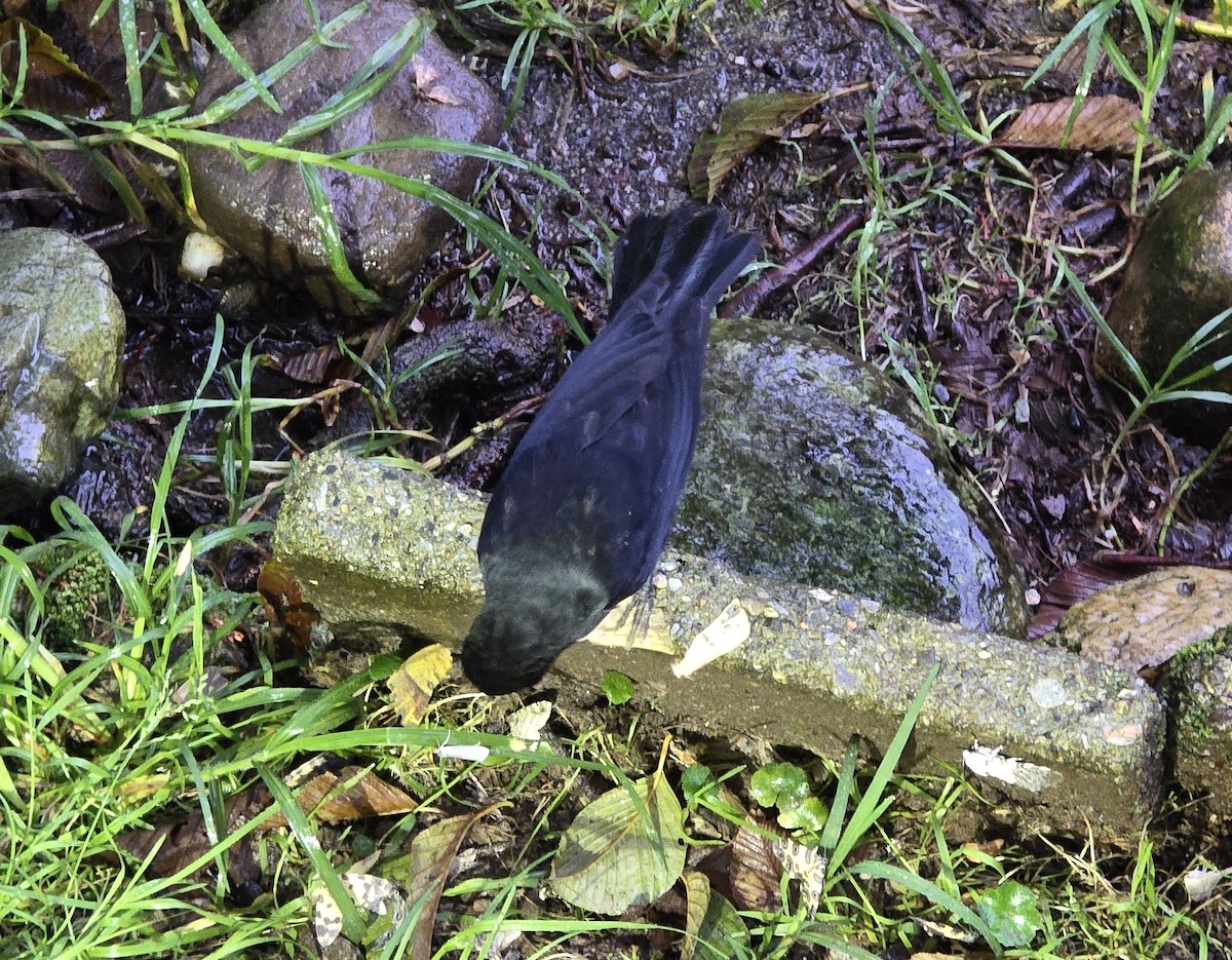 Long-tailed Tapaculo - ML634028367