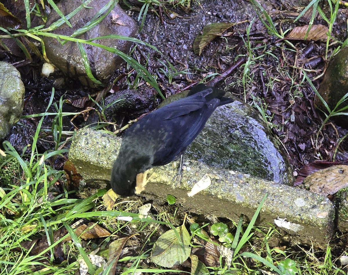 Long-tailed Tapaculo - ML634028388