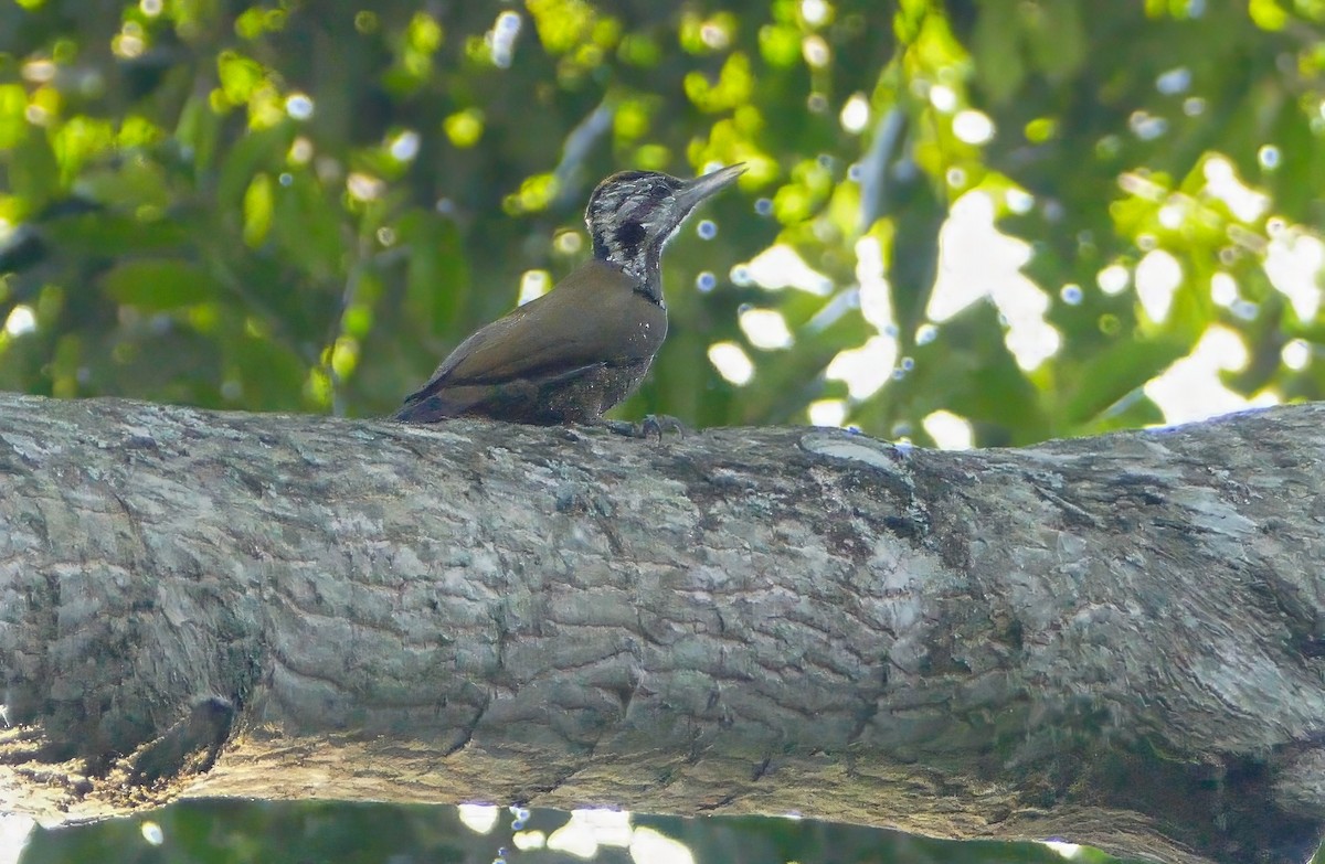 Golden-crowned Woodpecker - ML634028696