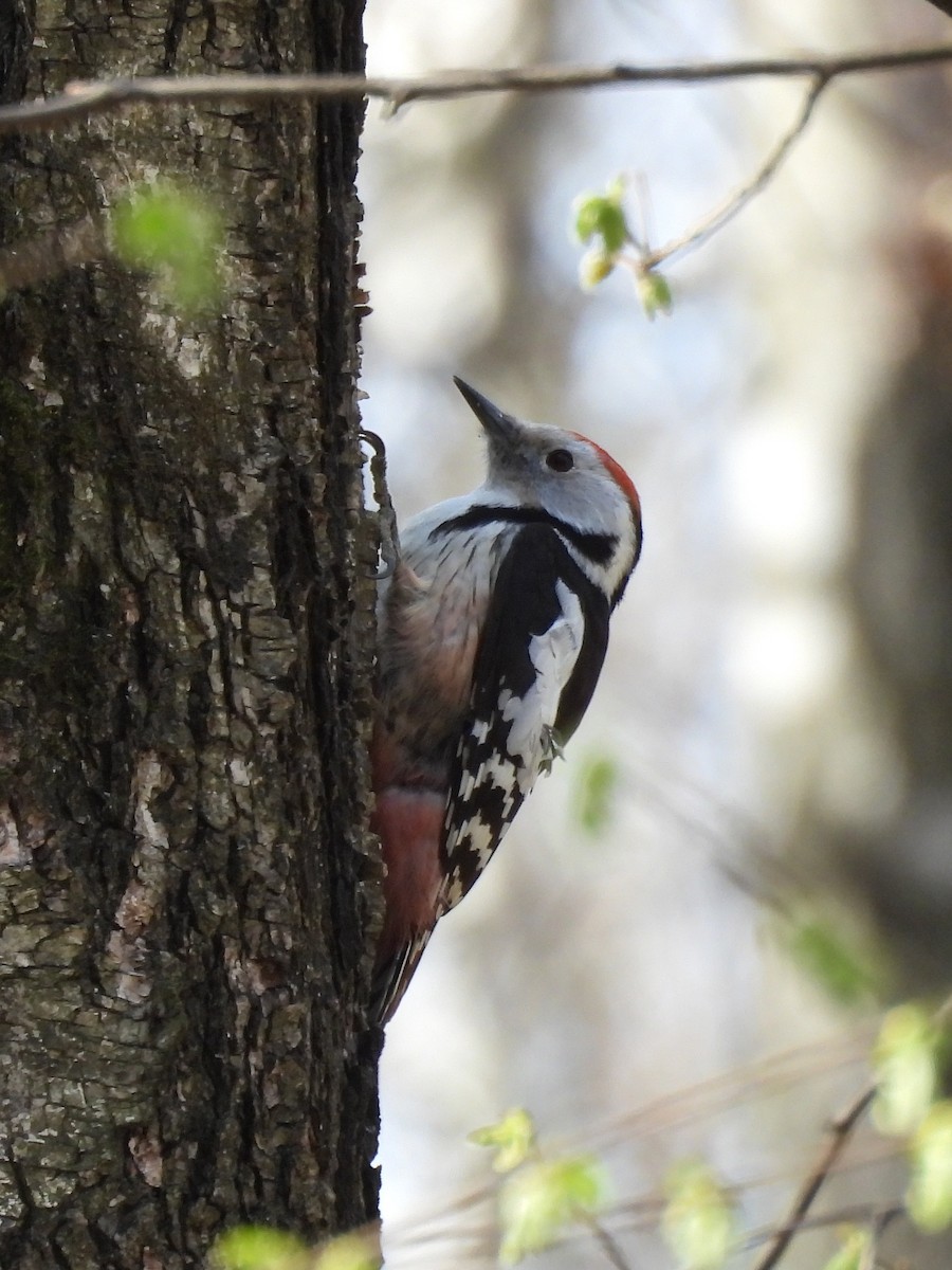 Middle Spotted Woodpecker - ML634028699