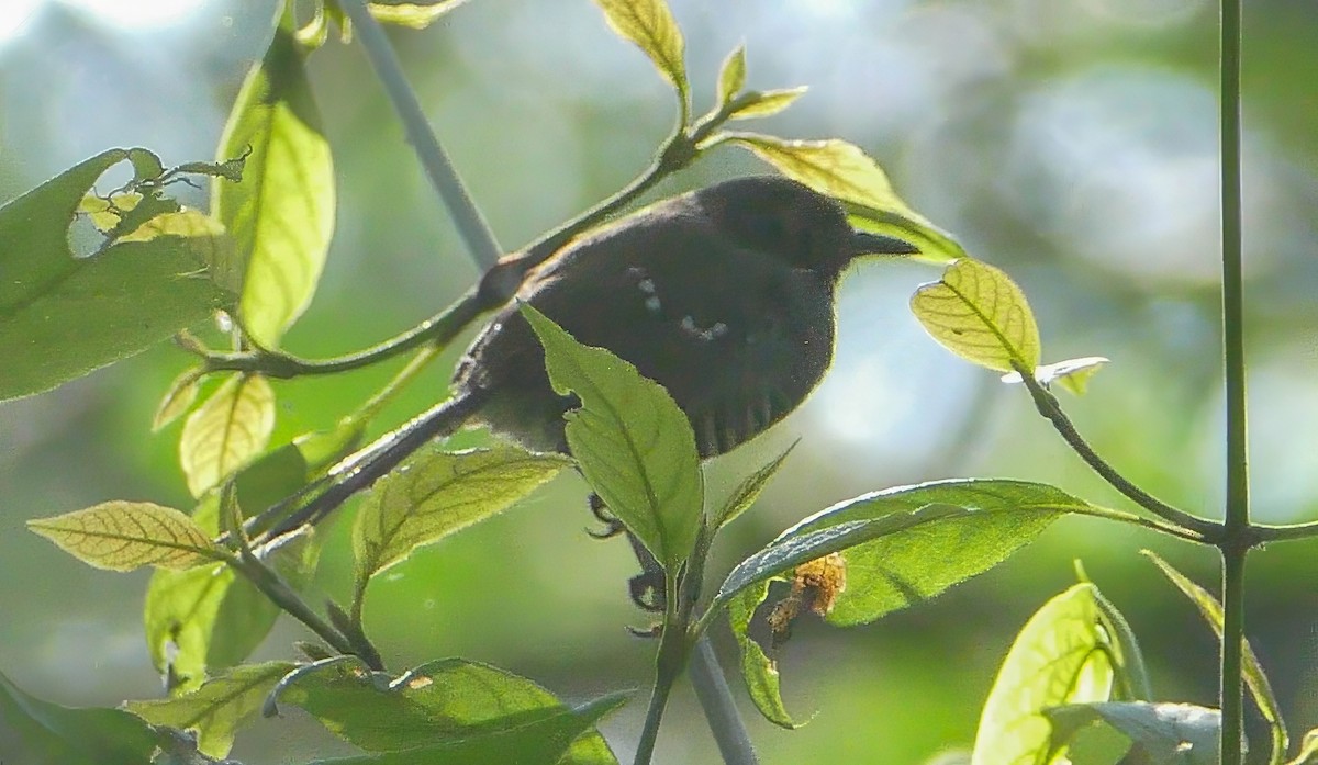 Prinia rayée - ML634028705