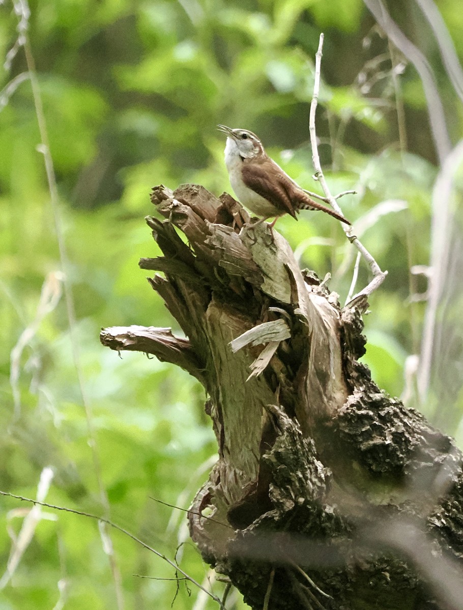 Carolina Wren - ML634028719
