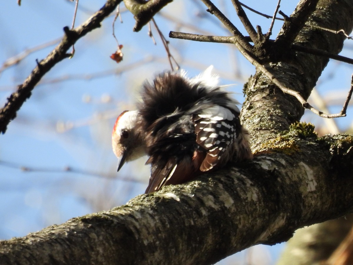 Middle Spotted Woodpecker - ML634028783