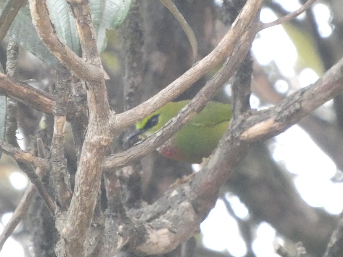 Fire-tailed Myzornis - Christopher Rustay