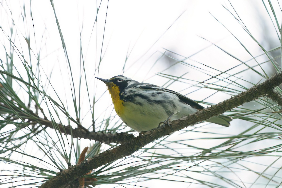 Yellow-throated Warbler - ML634029103
