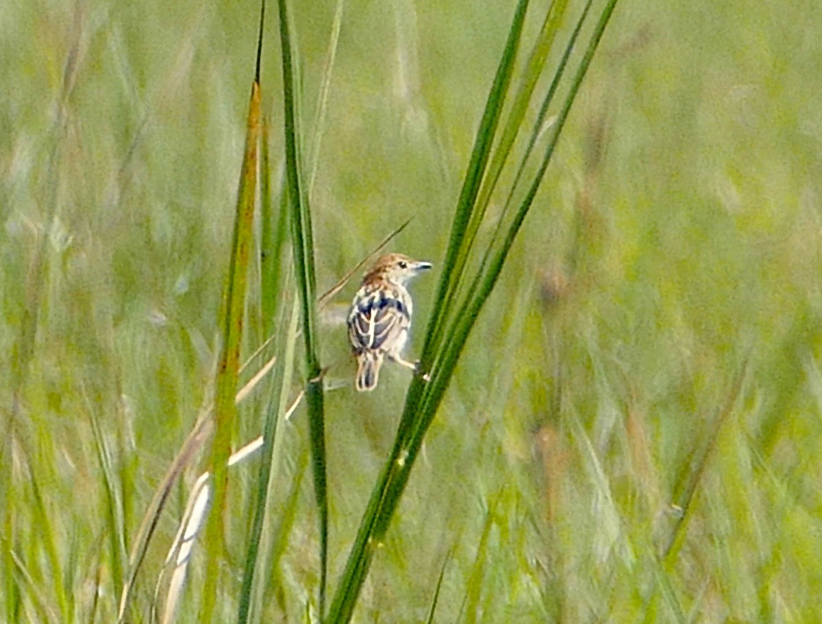 Stout Cisticola - ML634029120